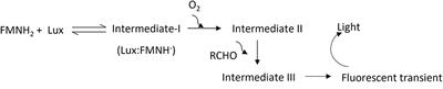 Characterization of colonization kinetics and virulence potential of Salmonella Enteritidis in chickens by photonic detection